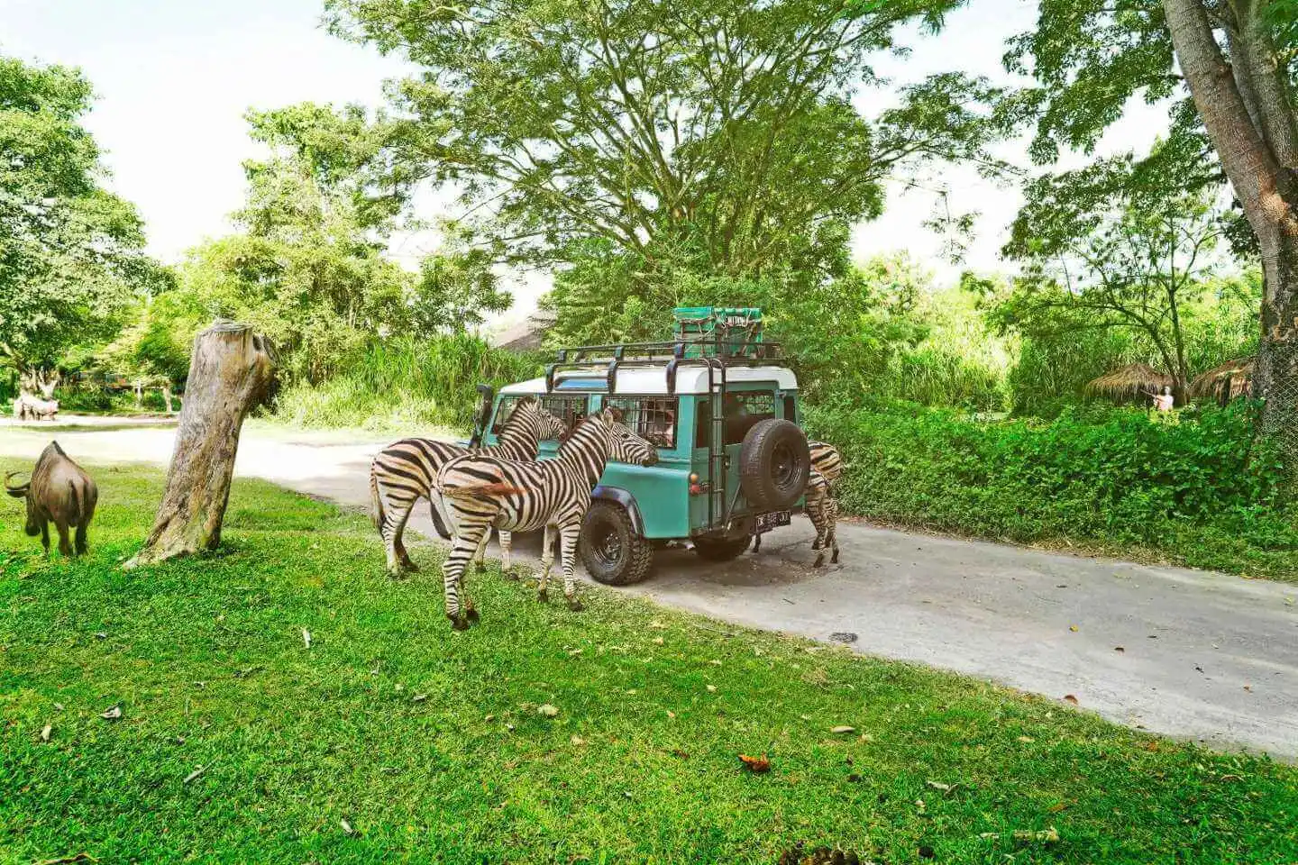 Bali Safari